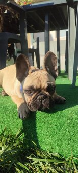 Francúzsky buldoček s PP - 14