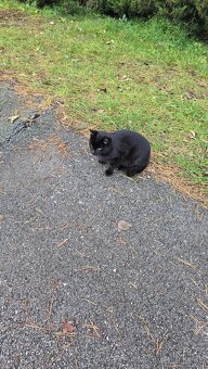 Darujem mačičky - 14