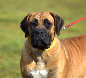 búrský buldok- boerboel-feny-1 rok , HD A, ED 0/0, OCD- neg - 14
