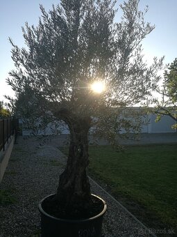 Olivovník bonsai - 14