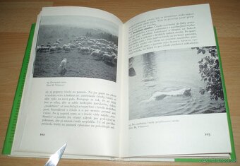 Slovenský čuvač - 14