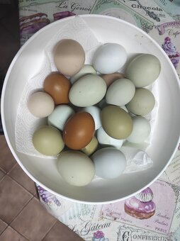 Kuričky DOMINNAT - 14