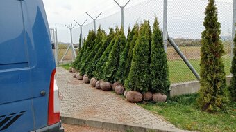 Tuja Smaragd, vavrínovec, červienka - Liptovský Mikuláš - 14