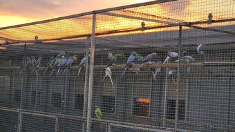 Alexander malý 02/2024 - 14