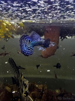 Gupky | Endlerky | Živorodky (NR) - 14