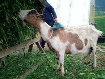 Predám kozu, capka, kozliatka, kozičku, kozľa - 14