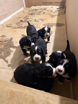 Bernsky salašnicky pes šteniatka - 14