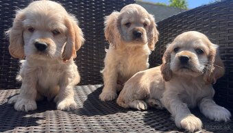Americky Kokerspaniel-steniatka - 14