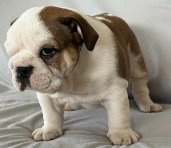 Anglicky Bulldog-steniatka - 14