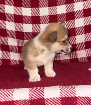 Welsh Corgi Pembroke - 14