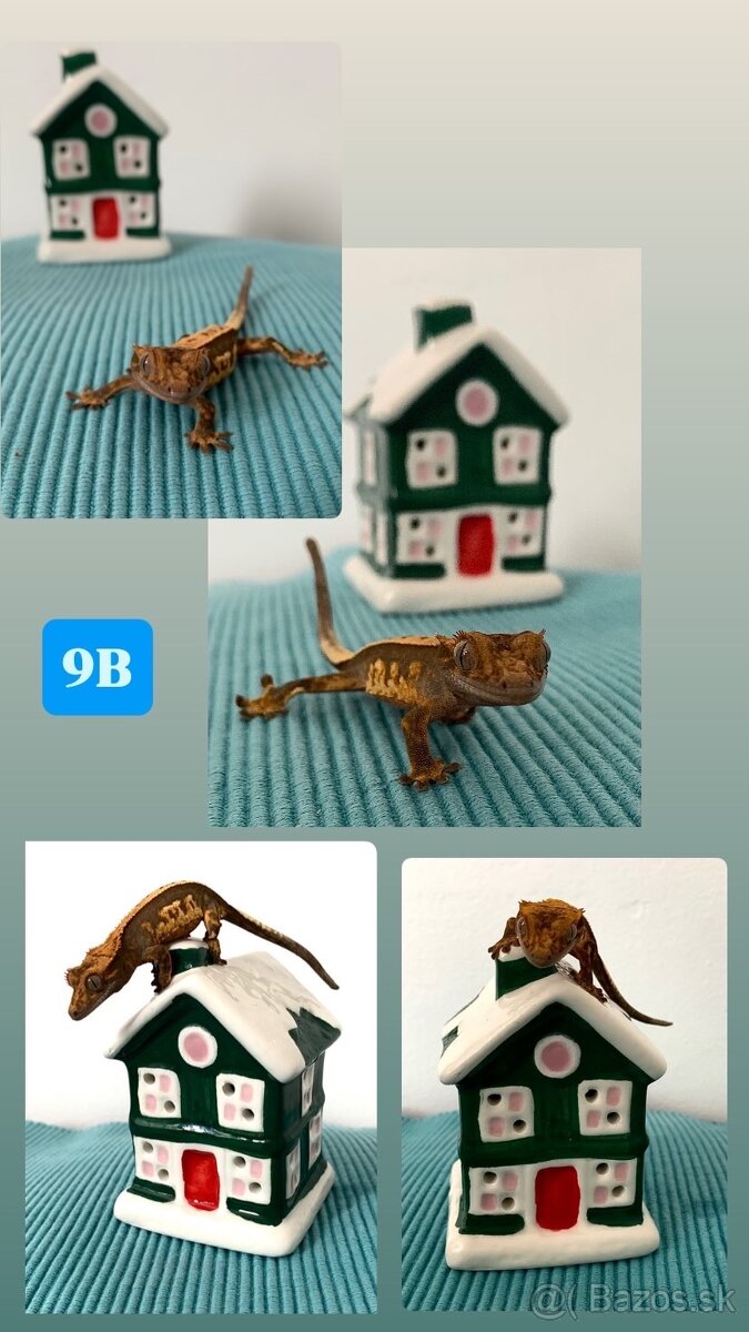 Pagekon riasnaty - 15