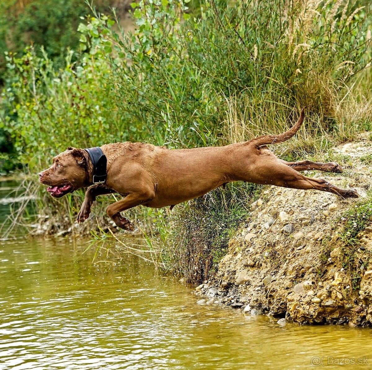 Bandog, cane corso, presa, doga, pitbull - 15
