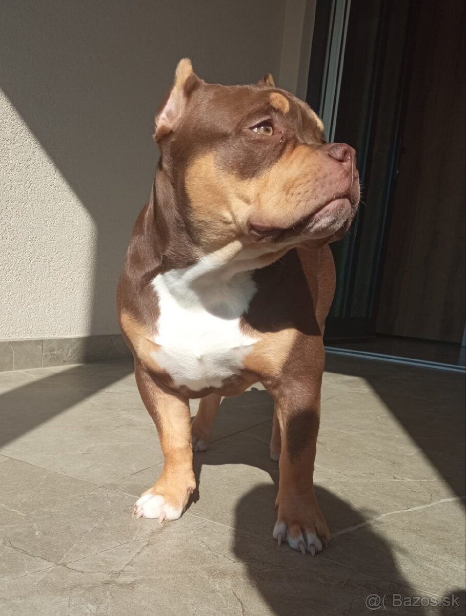 American bully Pocket / Standard s PP - 15