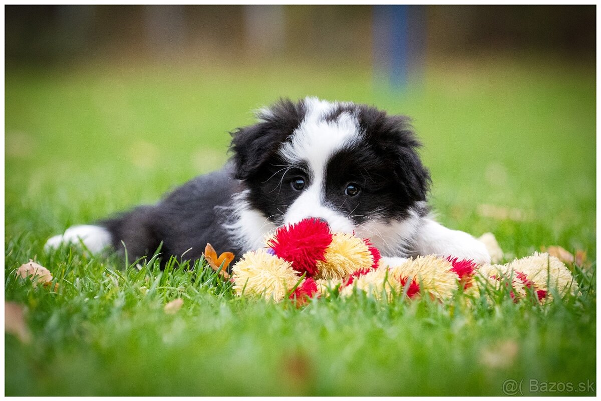 Border Collie Border Kolia s PP FCI - 15