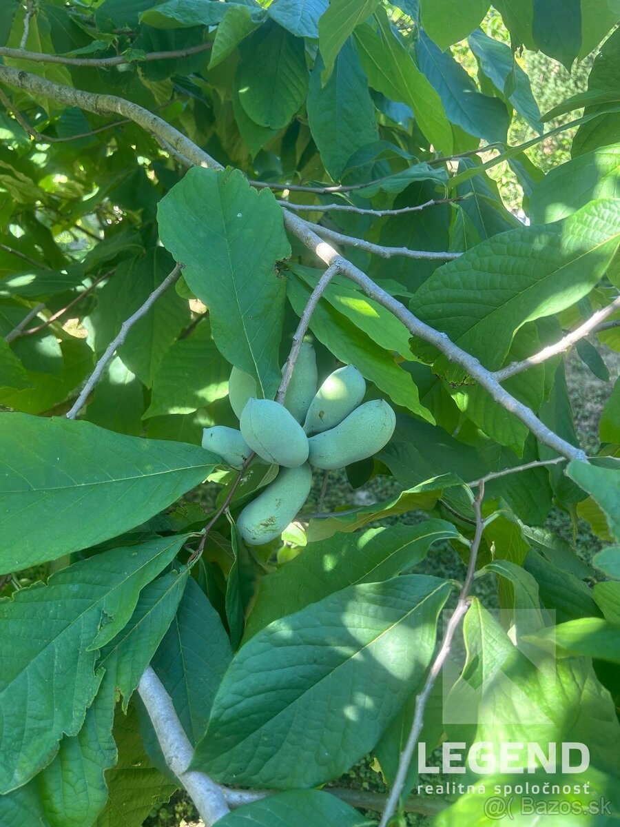 Krásna záhrada s malou murovanou chatkou v Kolárove, Čergov - 15