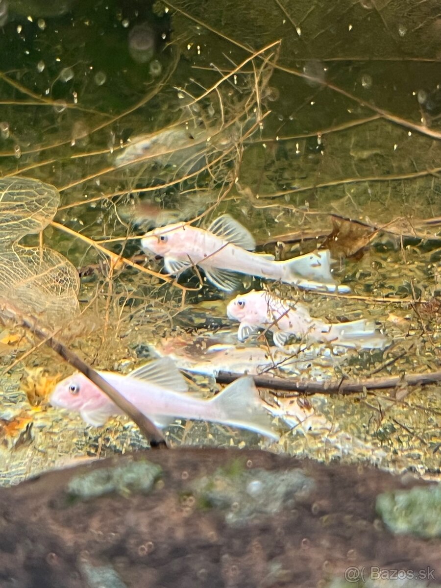 gupky (čisté formy) - 15