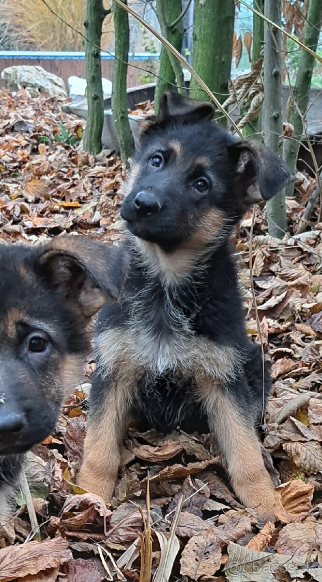 Nemecký ovčiak - šteniatka - 15