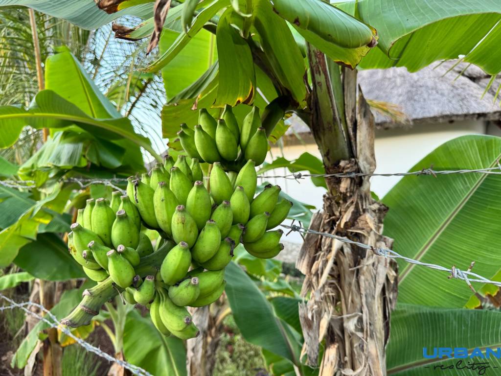 NA PREDAJ ROZPRÁVKOVÝ BUNGALOW NA ZANZIBARE - 15