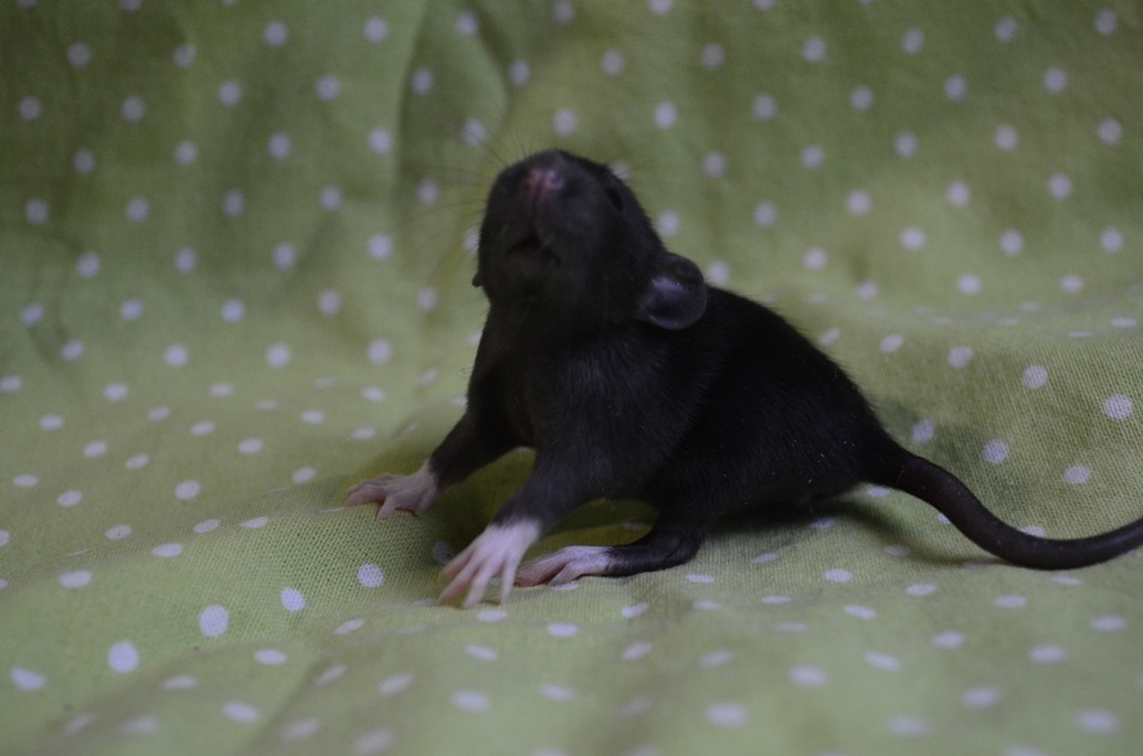 Potkaníky s rodokmeňom - rezervácie - 15