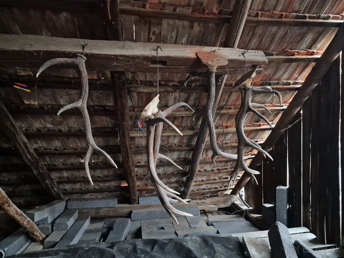 Predám Zhody, parožie,trofeje - 15