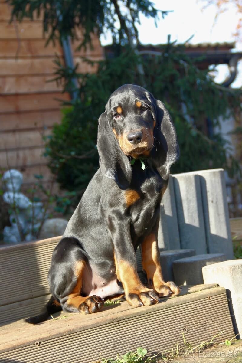 Americký mývalí pes- Black and Tan Coonhound - 15
