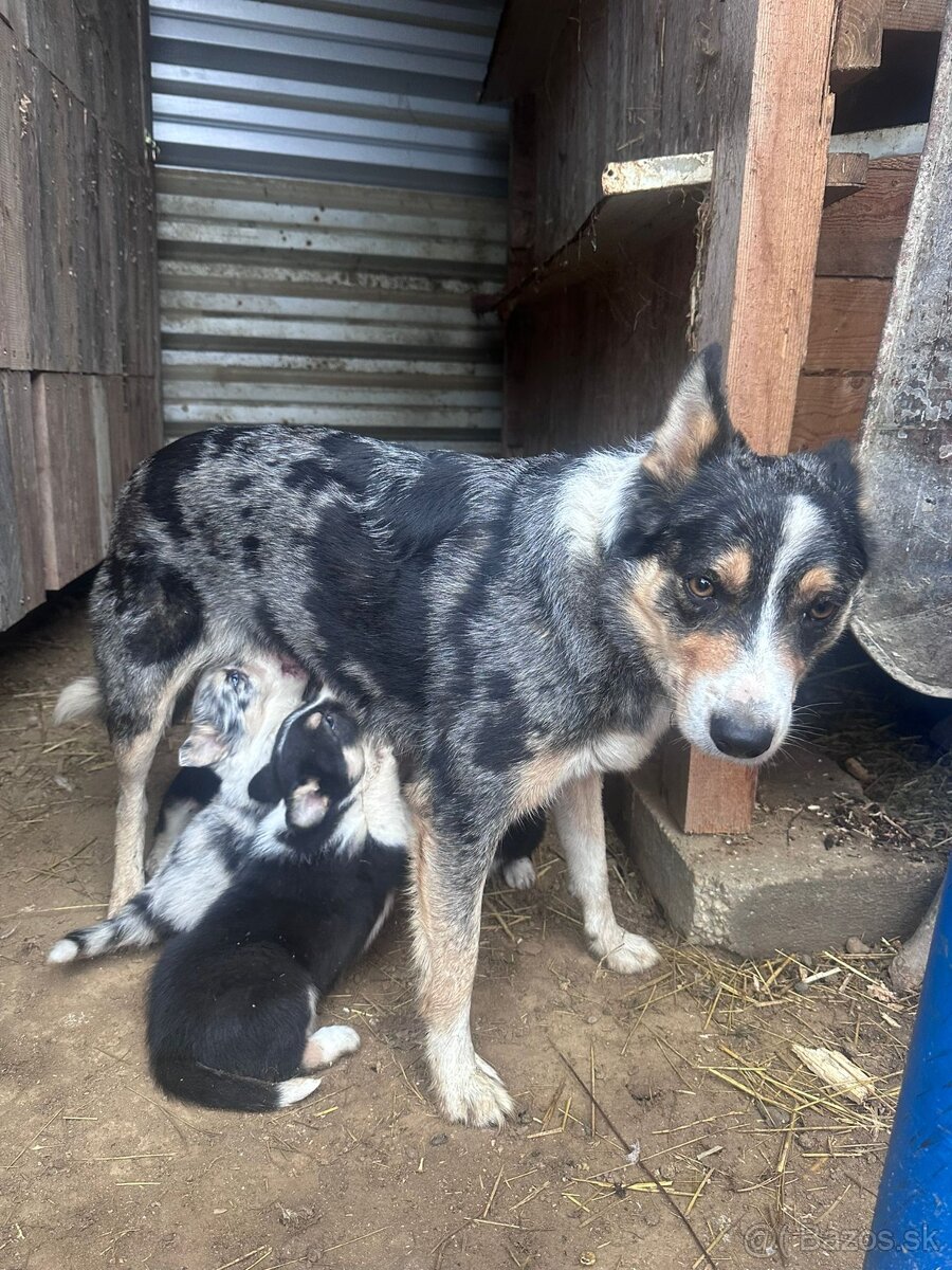 Predám šteniatka border kolie - 15