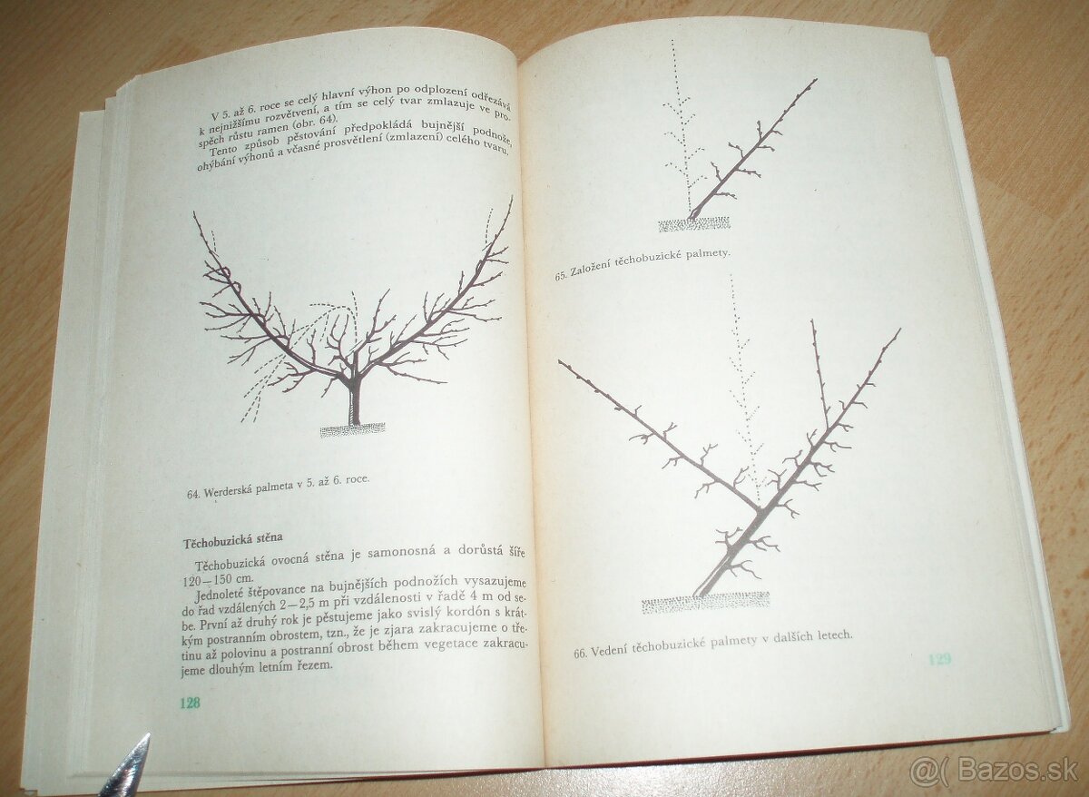 ez ovoných dřevin - 15