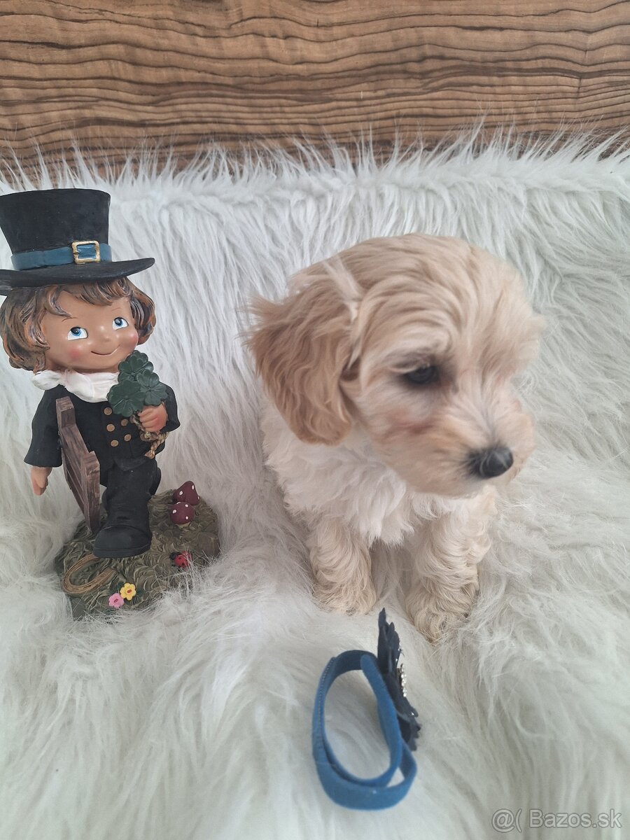 Maltipoo šteniatka, F1 - 15