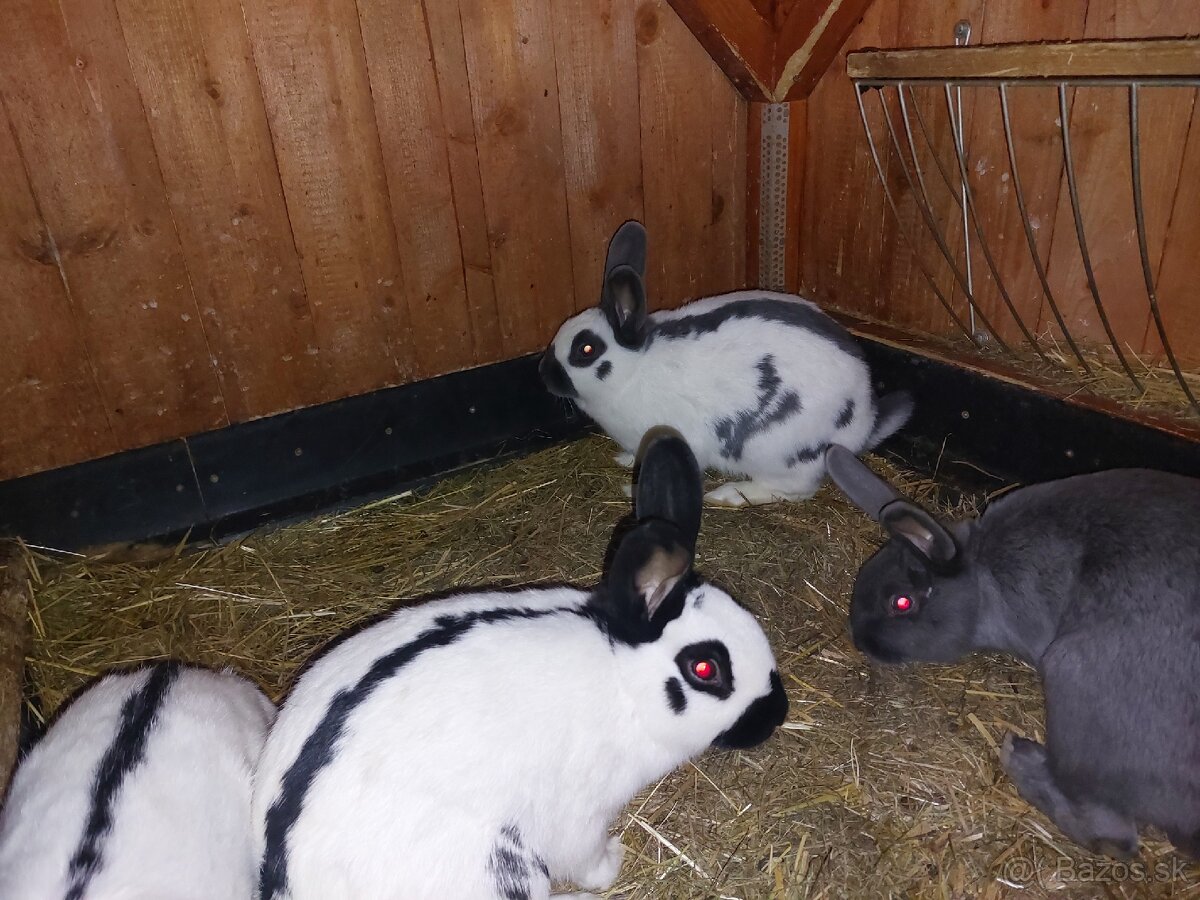 Králiky do chovu - 15