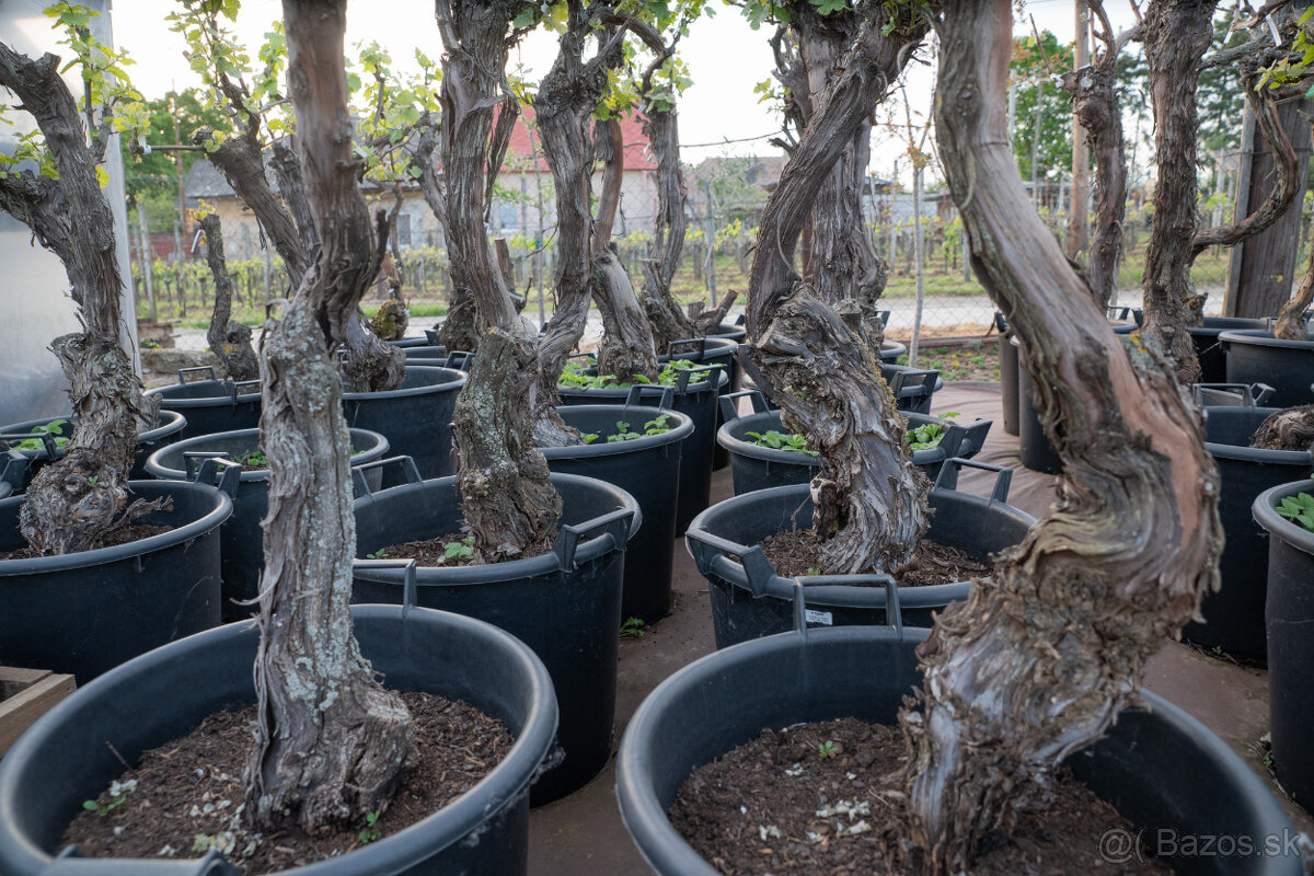 Starý vinič v kvetináči - 15