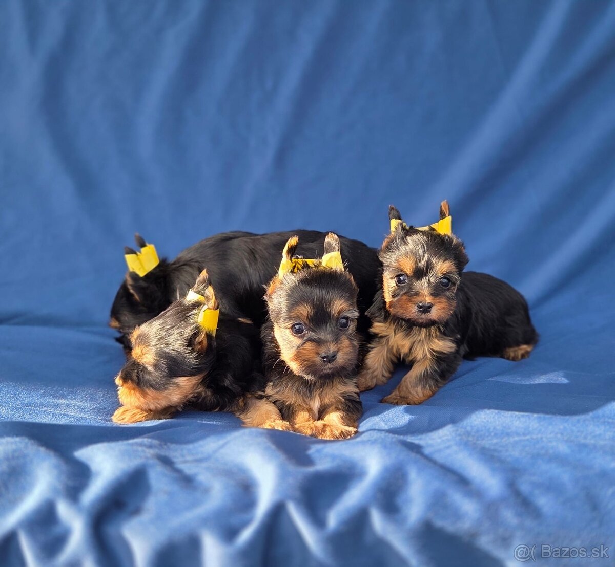 Yorkshirsky terier - 15