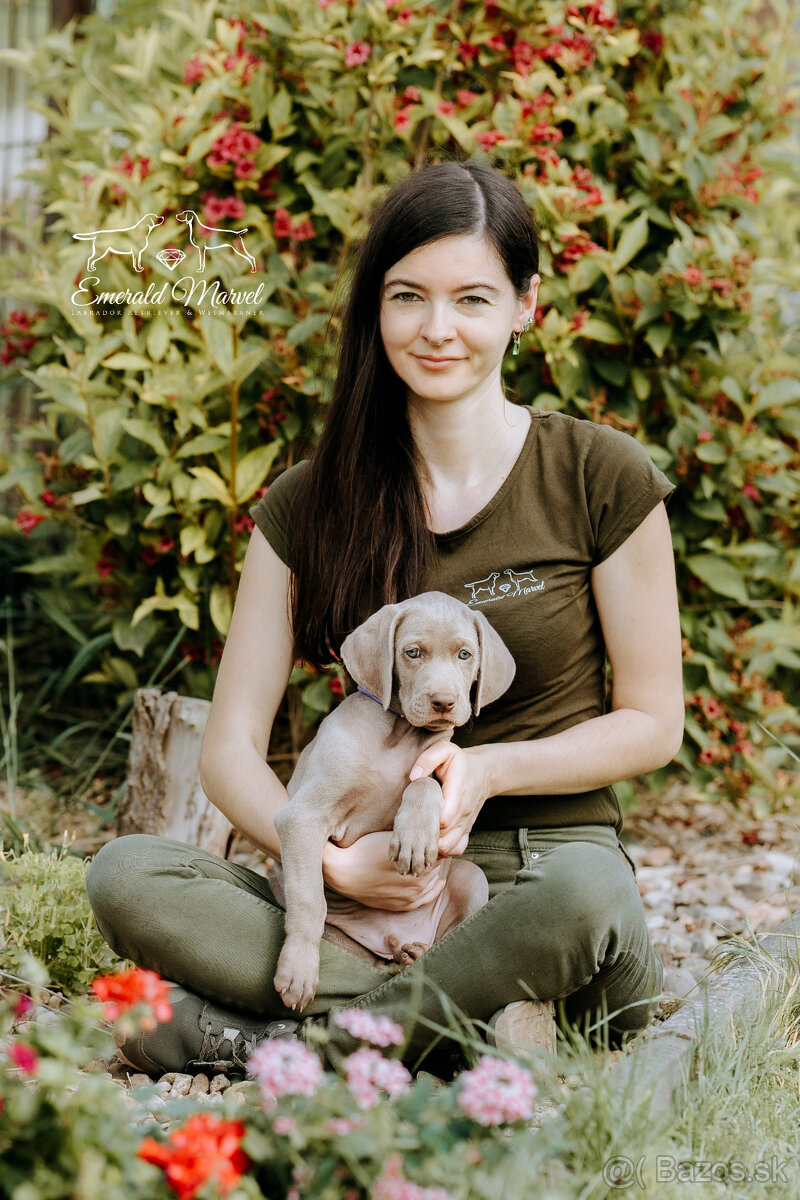 Weimarský krátkosrstý stavač - štěniatka s PP - 15