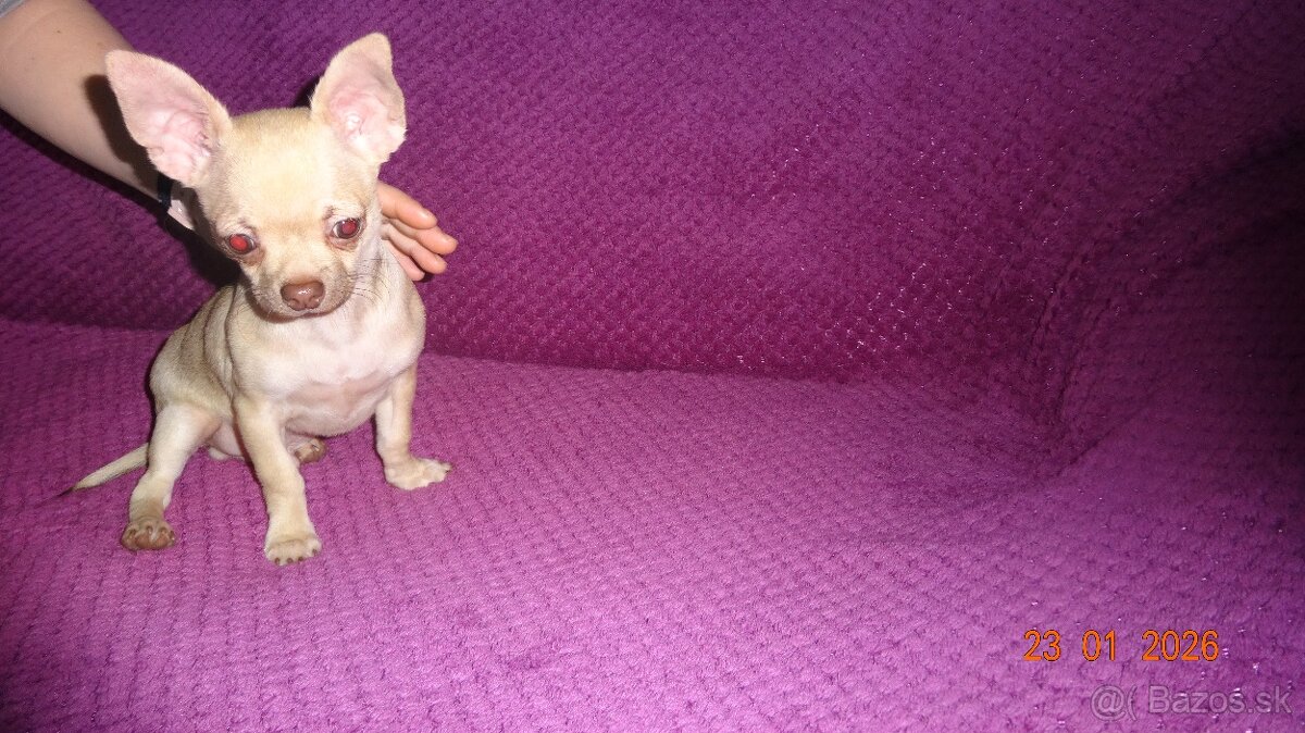 čivava krátkosrstá - 15