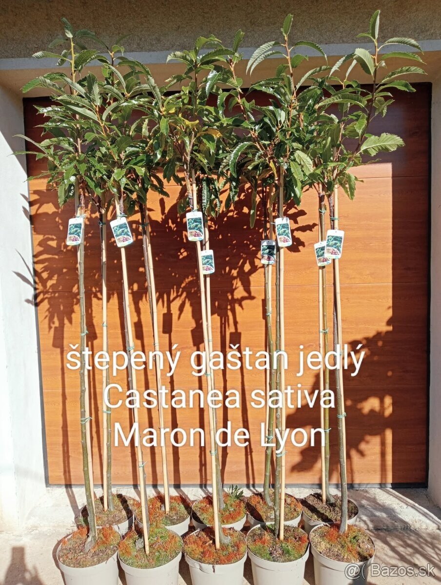 Vavrínovec, červienka, gaštan, tuja - Senica - 15