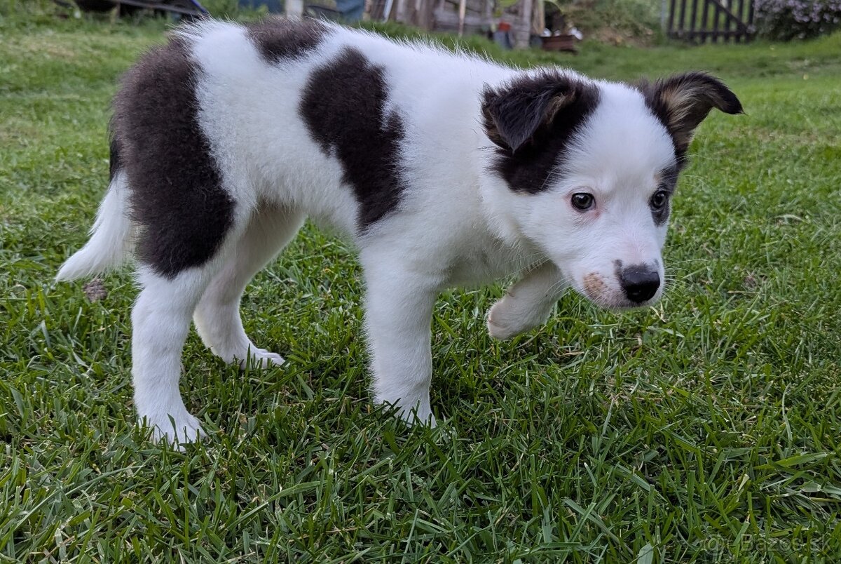 Border kolia tricolor - 15