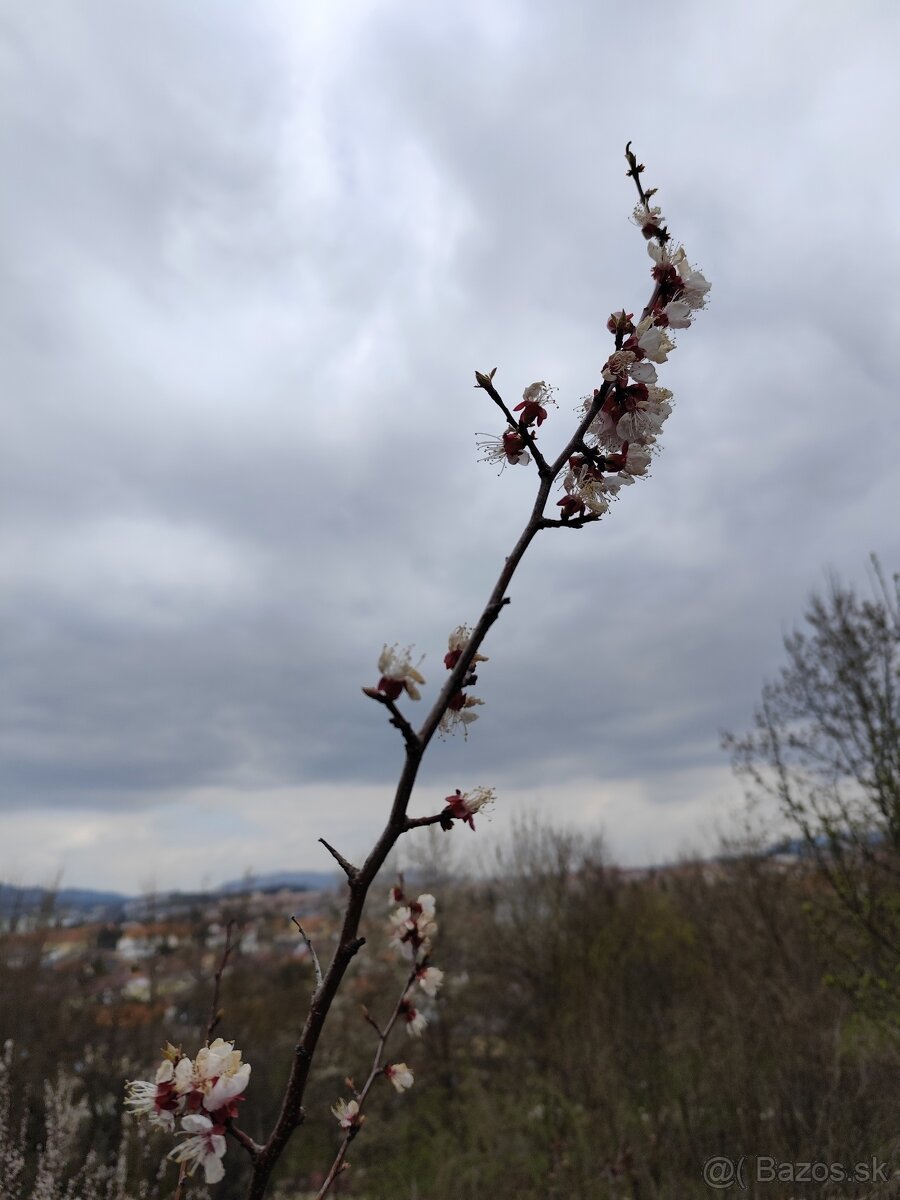 Zahradka s pivnicou - Pod Kalvariou - 15