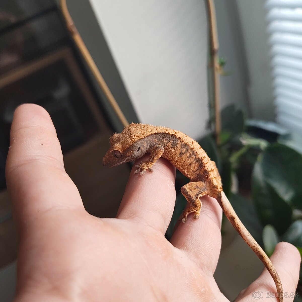 Pagekon riasnatý/Correlophus ciliatus - 15