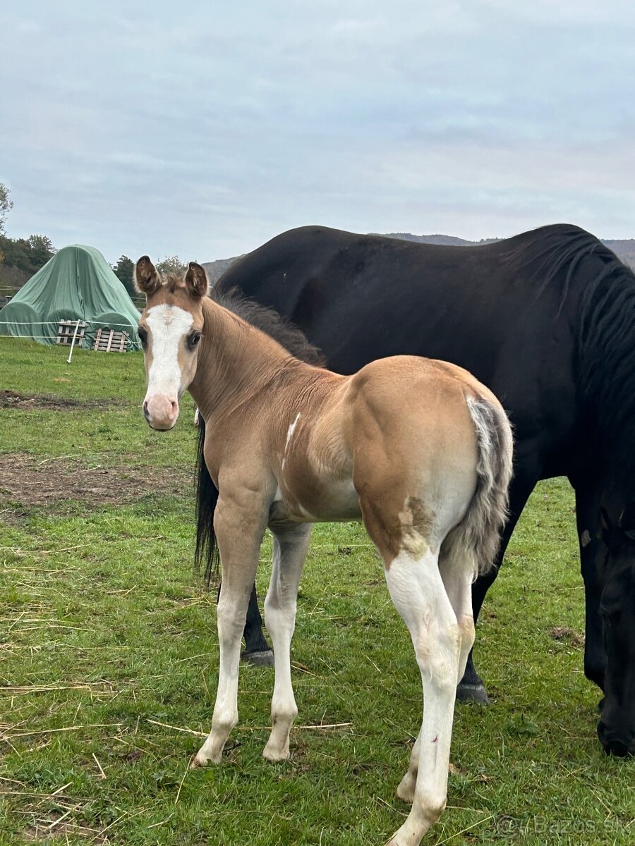 Zrebcek Aph Buckskin overo/sabino - 15
