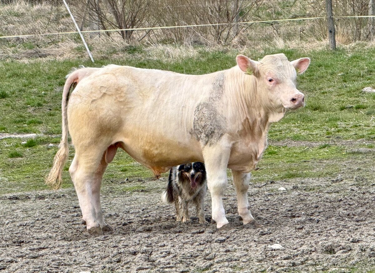 Plemenné býky - 15