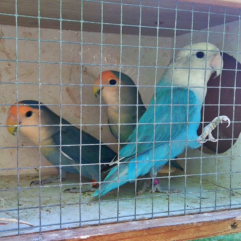 Agapornis Ruzovohrdly - mladé 2025 - 15