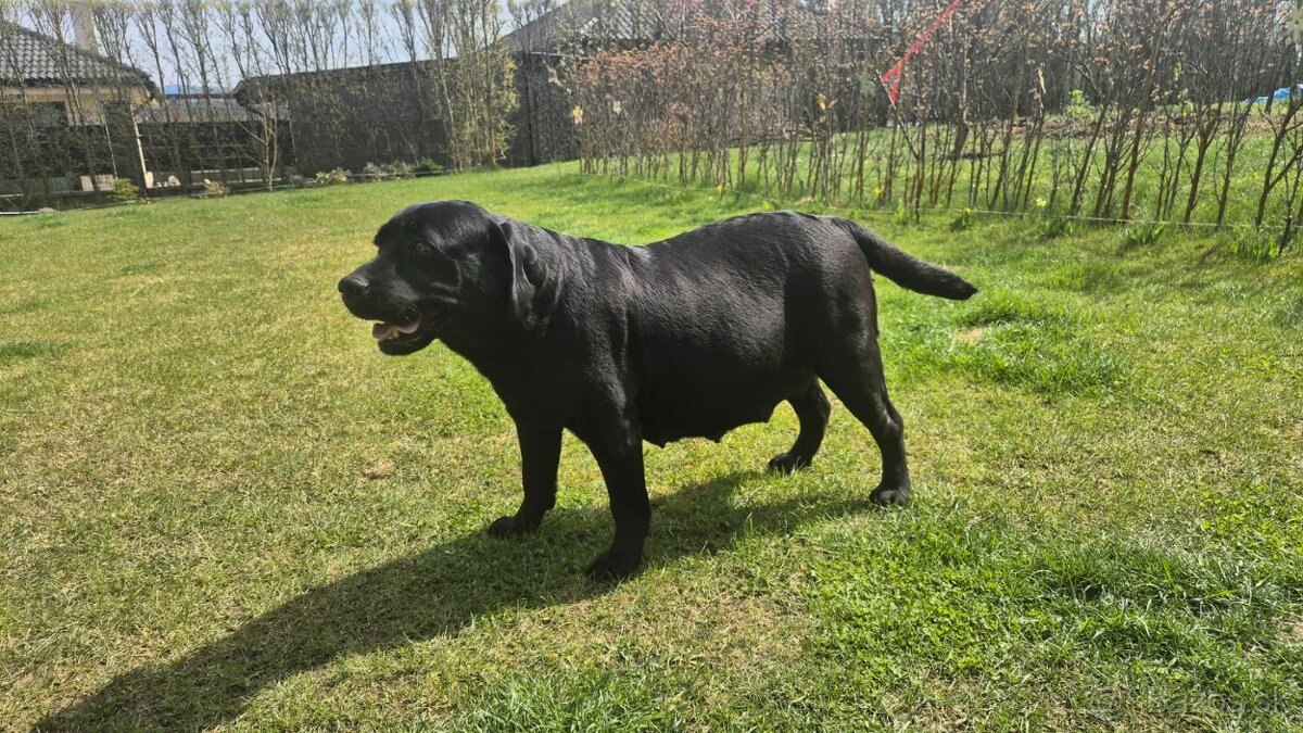 Labrador retriever - šteniatka - 15