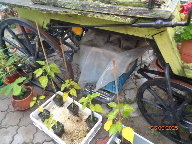 Brička-stojan na kvety - 15