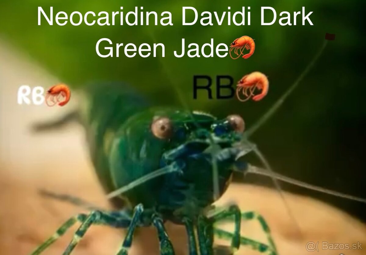 PREMIUM AKVA KREVETKY🦐Caridina a Neocaridina- Odber Zilina - 15