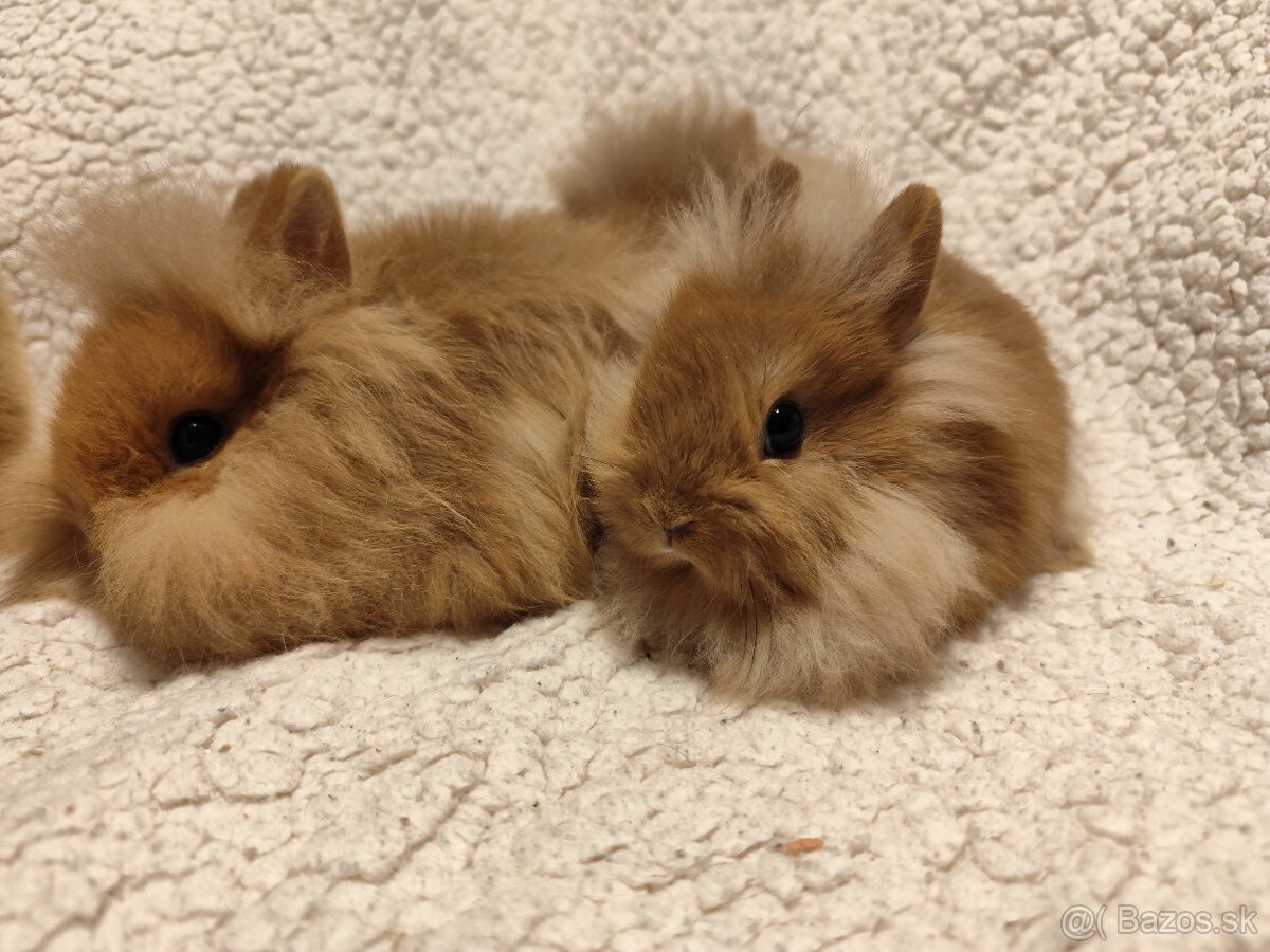 Teddy Hegyeshalom - 15