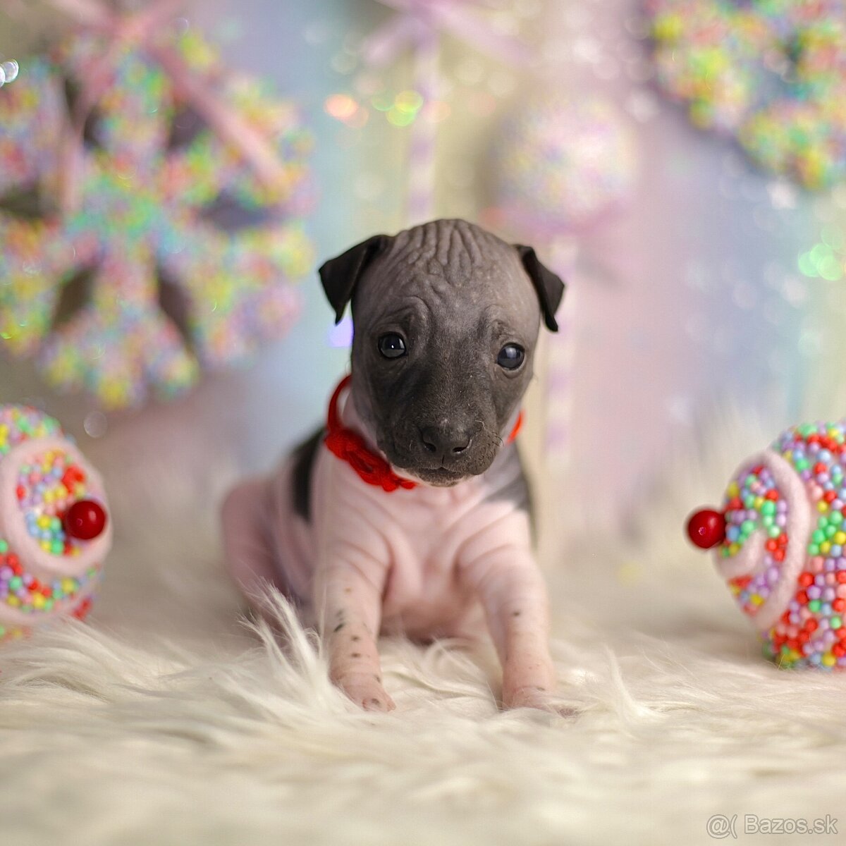 Americký bezsrstý teriér s PP FCI - 15