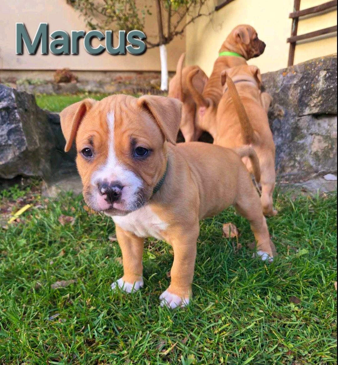 Americký stafordširský teriér - 15