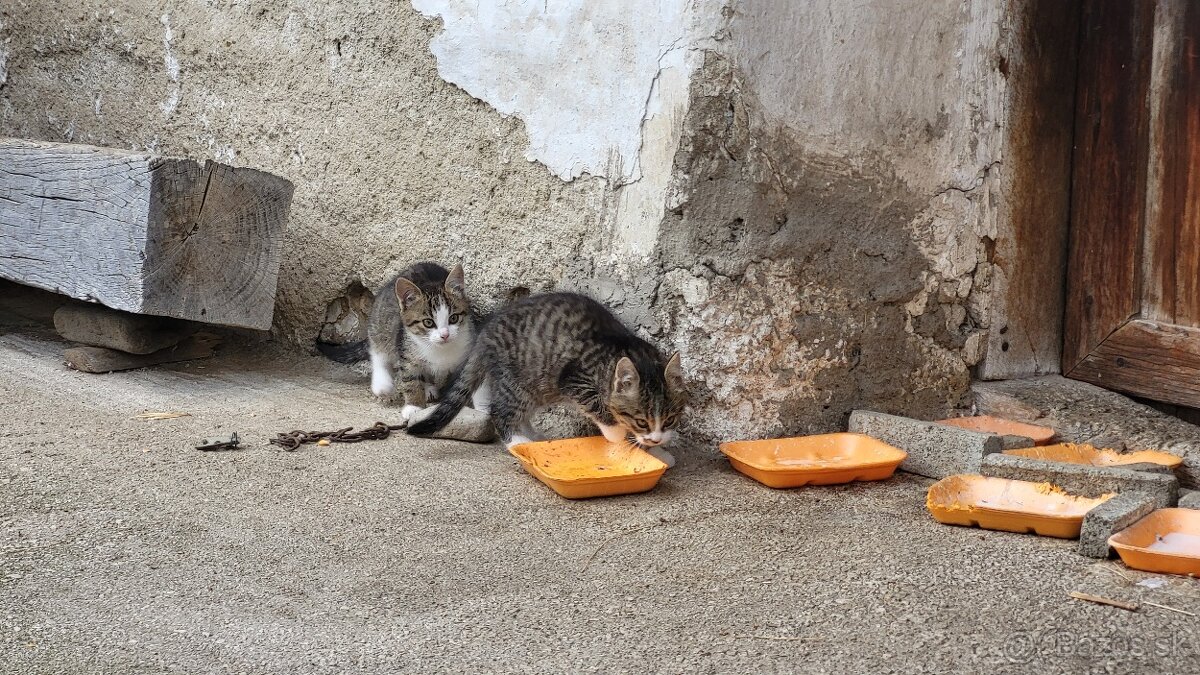 Darujem mačiatká - 15