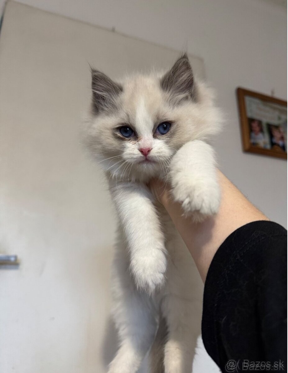 Mačiatka Ragdoll s PP - 15