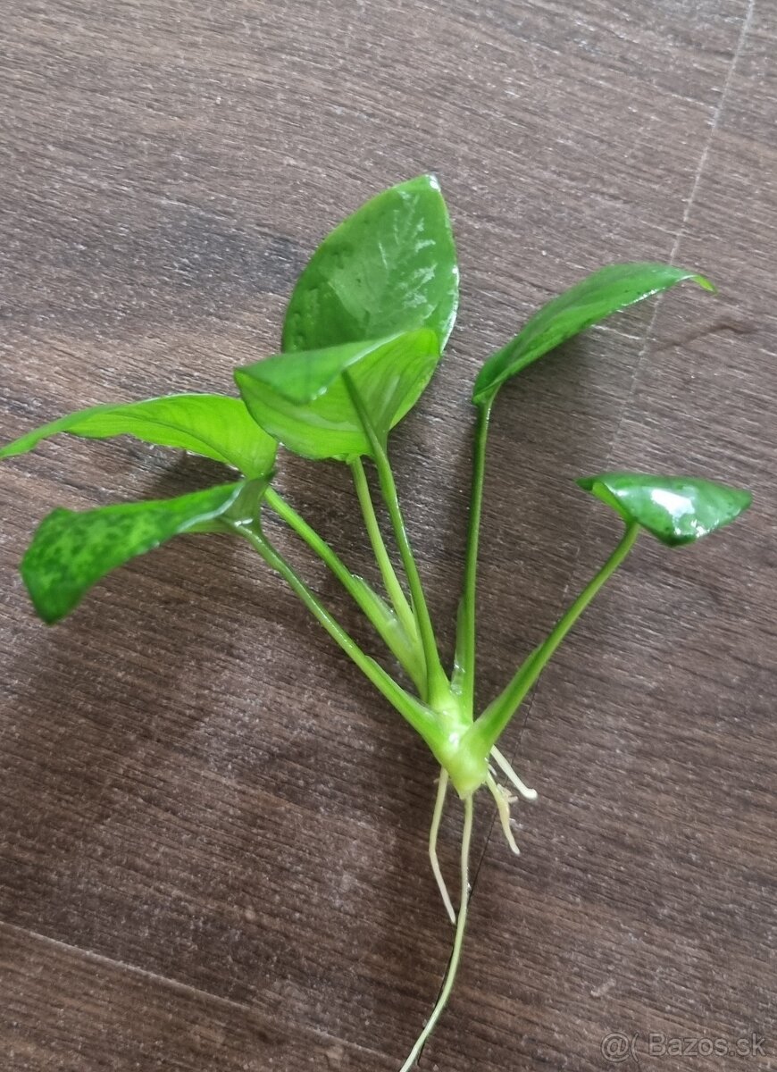 Predam rastliny do akvaria - 15