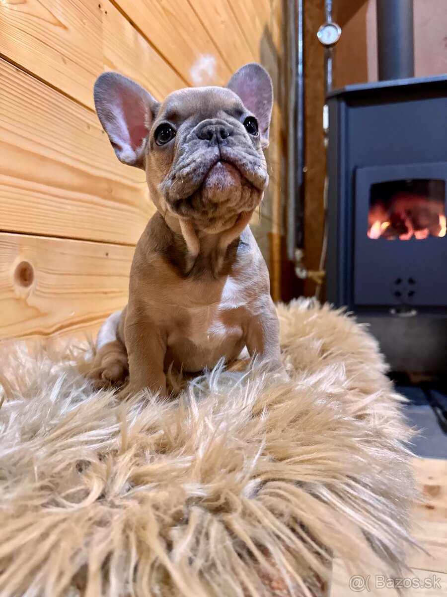 Francúzsky buldoček s PP - 15